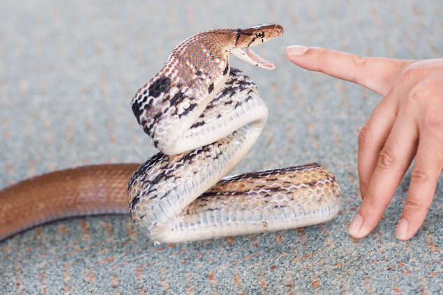 Sonhar com cobra picando: aprenda a enfrentar seus medos